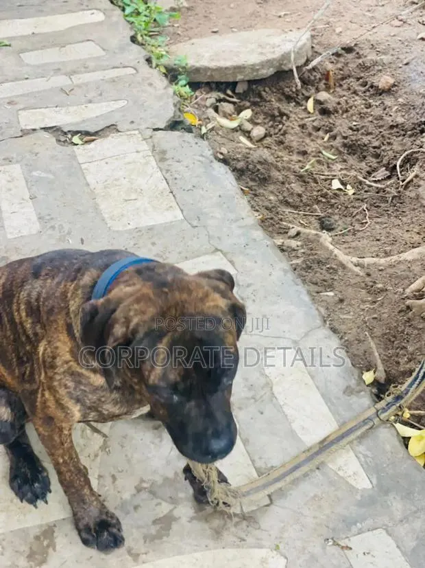 6-12 months Male Purebred Boerboel · Photo 1