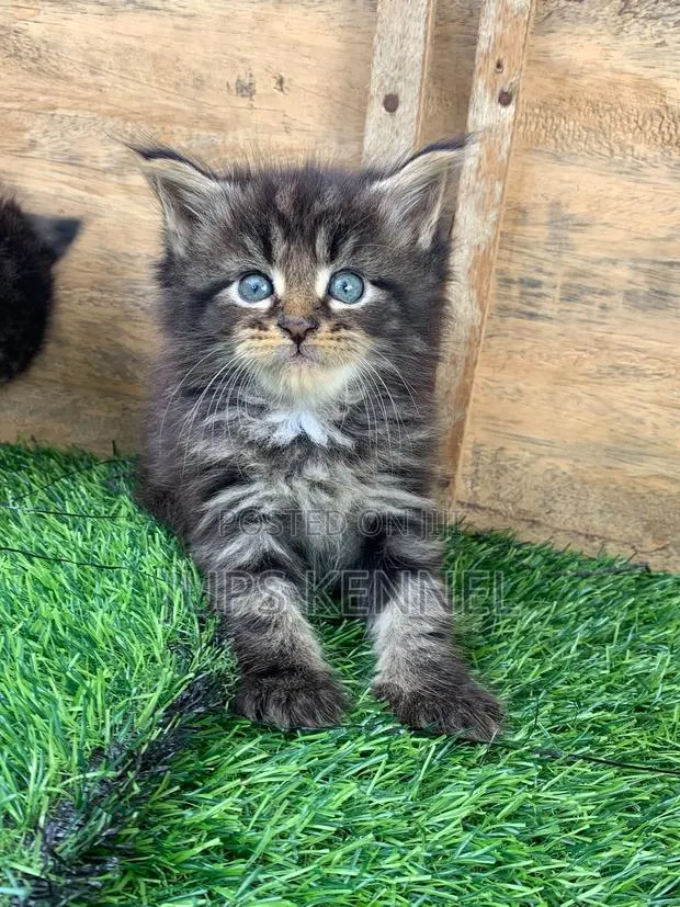 1-3 months Male Purebred Maine Coon · Photo 1