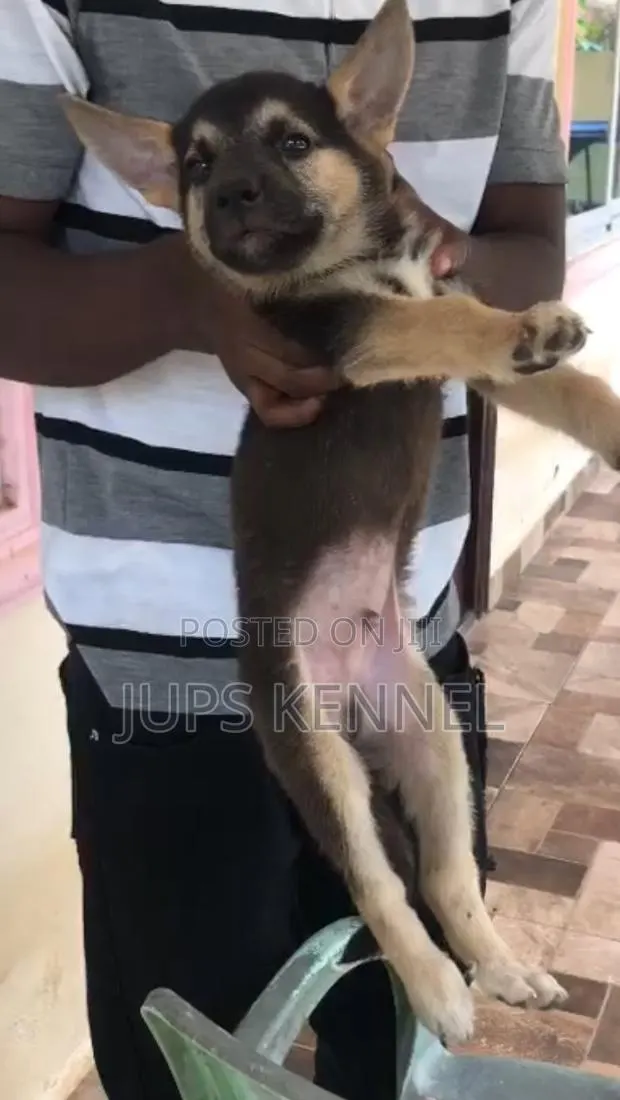 1-3 months Male Purebred German Shepherd · Photo 1