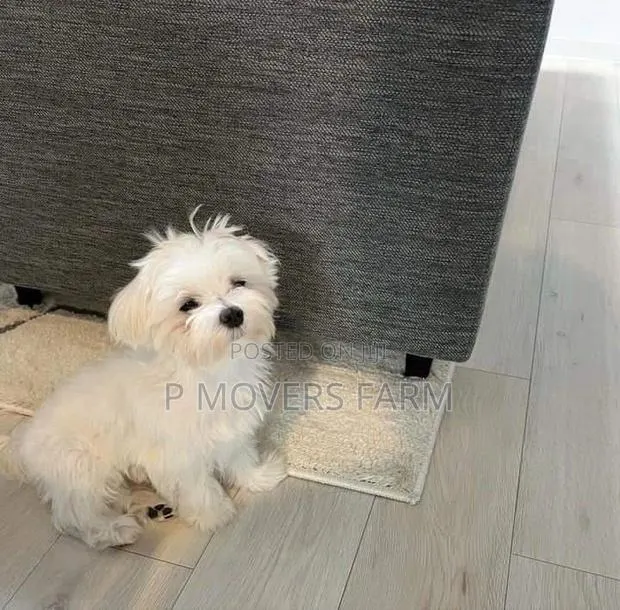 1-3 months Male Purebred Bichon Frise · Photo 1