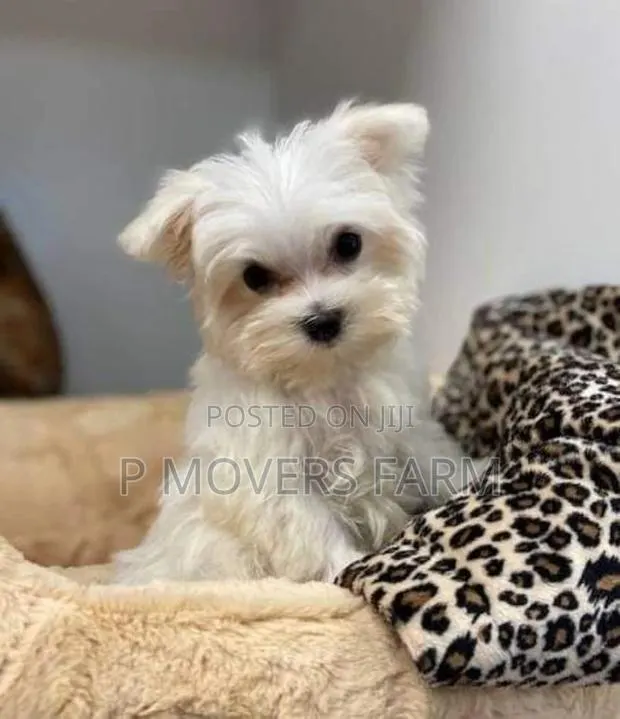 1-3 months Female Purebred Maltese · Photo 1