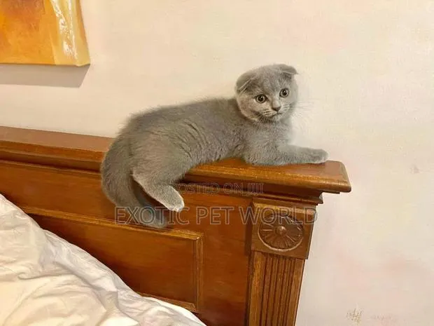 1-3 months Male Purebred Scottish Fold