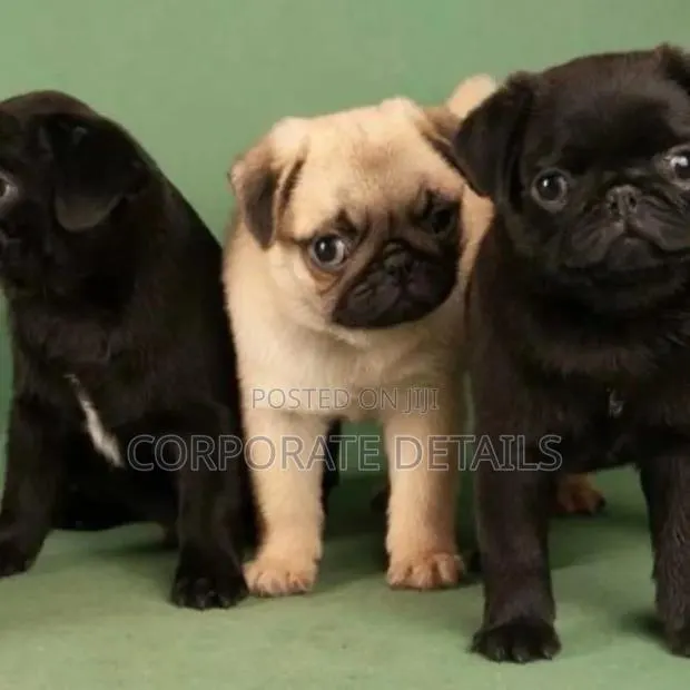 1-3 months Female Purebred Pug · Photo 1