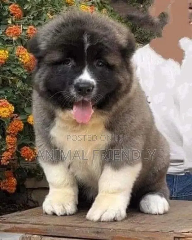 1-3 months Male Purebred Caucasian Shepherd · Photo 1