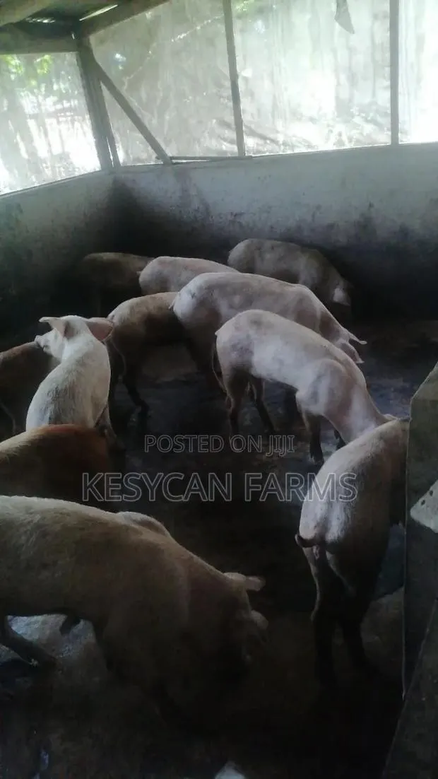 Piglets Pigs · Photo 1