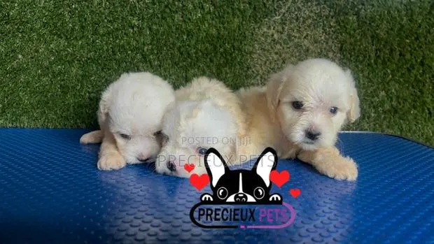 1-3 months Male Purebred Maltese · Photo 1