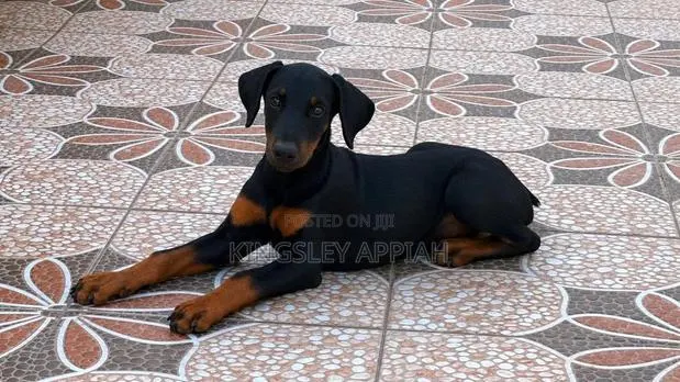 1-3 months Male Purebred Doberman Pinscher · Photo 1