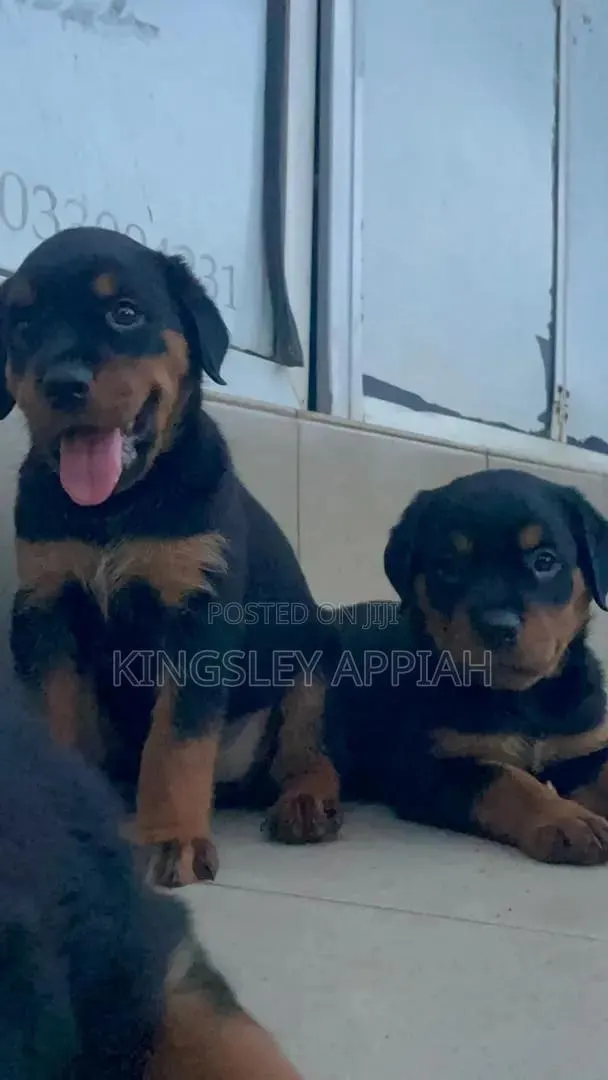 1-3 months Male Purebred Rottweiler · Photo 1