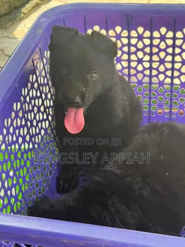 1-3 months Male Purebred German Shepherd · Photo 1