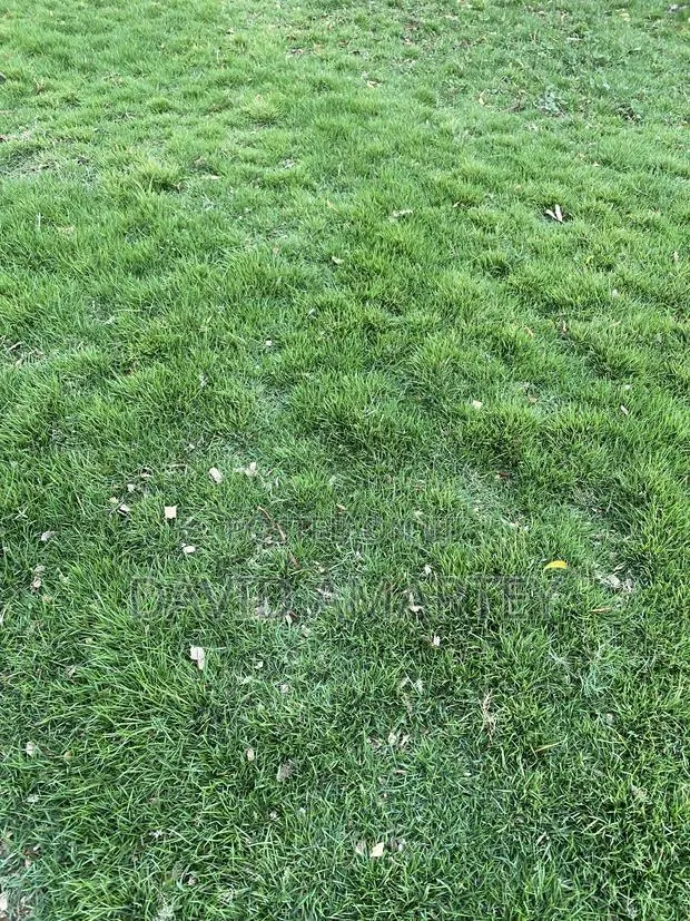 Green Grass and Flowers · Photo 1