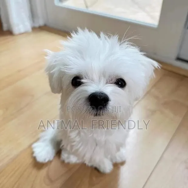 1-3 months Male Purebred Maltese · Photo 1