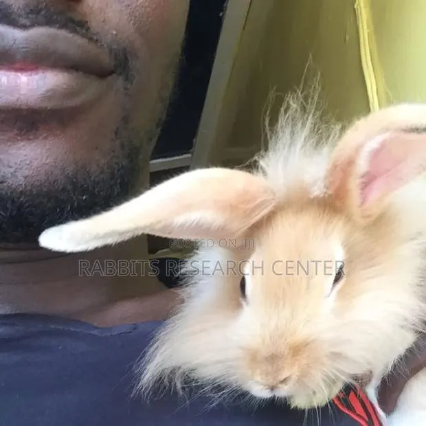 Free Rabbit Consultation and Treatment Guide · Photo 2