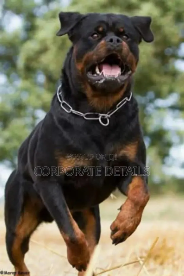 1+ year Male Purebred Rottweiler · Photo 1
