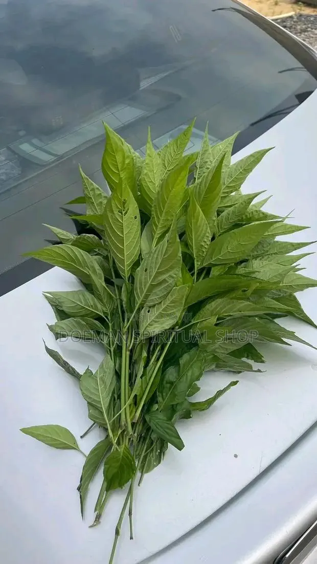 Justicia Carnea/ Yesu Mogya · Photo 1