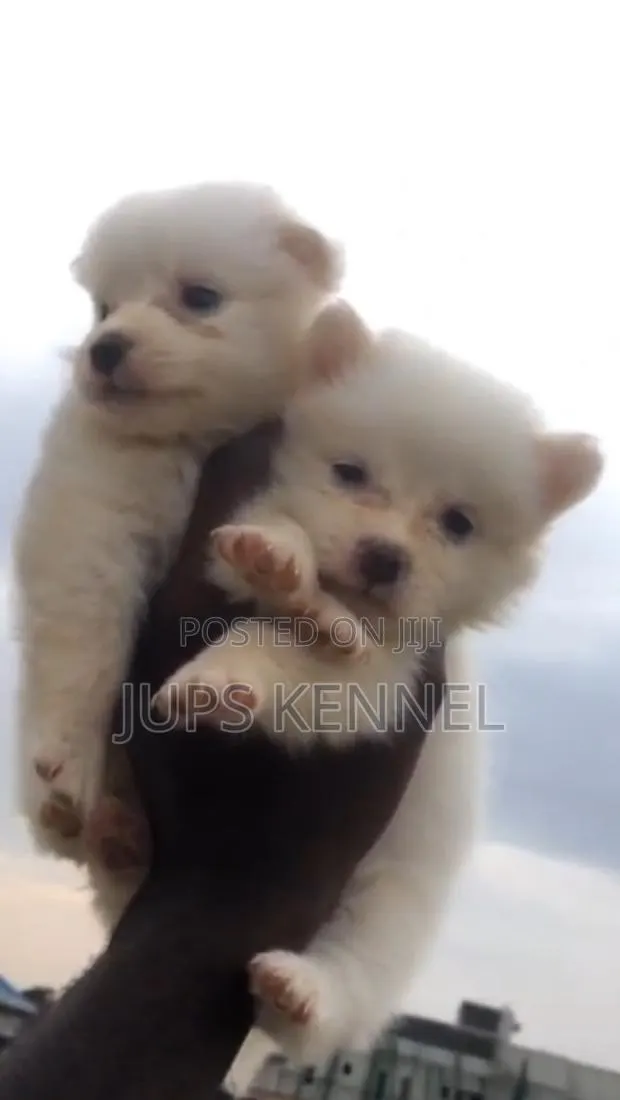 1-3 months Female Purebred American Eskimo · Photo 1