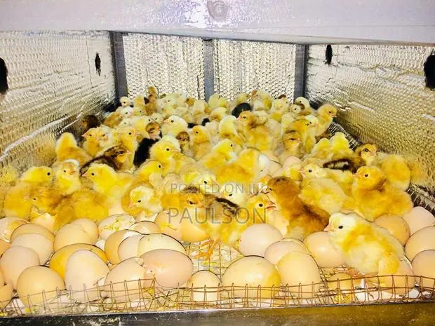 Fullani Gaint Local Fowls · Photo 1