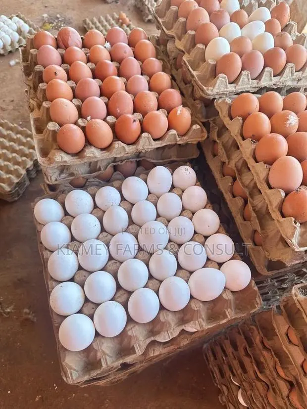 Chicken Eggs · Photo 1
