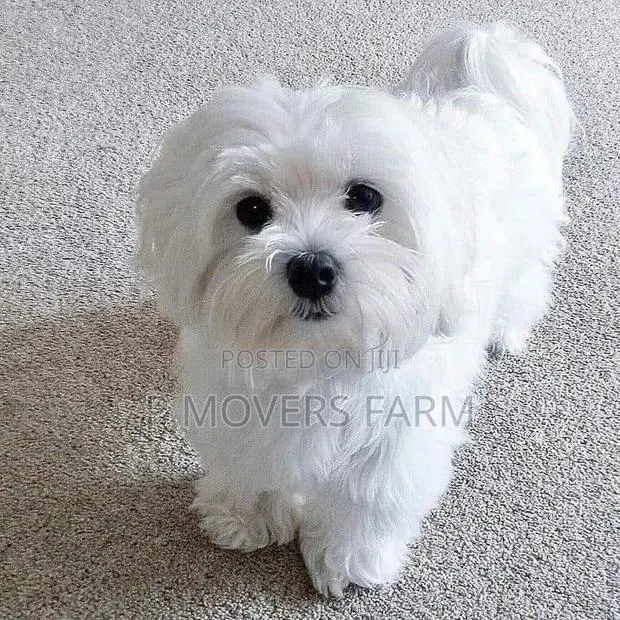 1-3 months Male Purebred Poodle · Photo 1