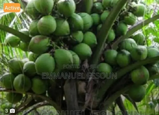 Unmerited Giftag Coconut Seedlings · Photo 1