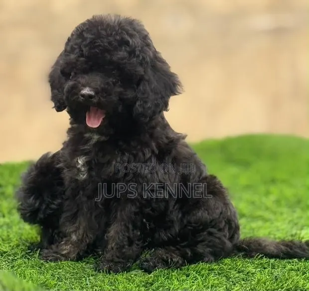 1-3 months Female Purebred Poodle · Photo 1