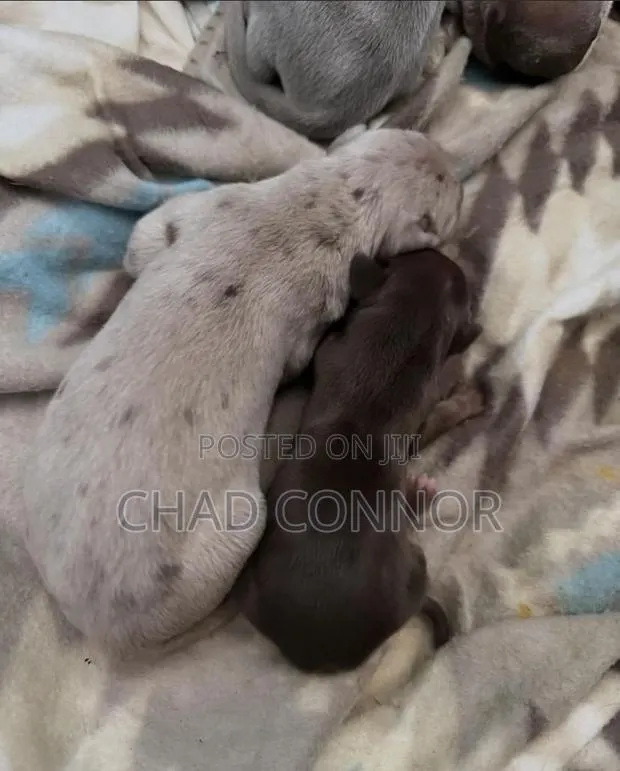 1-3 months Male Purebred Great Dane · Photo 1