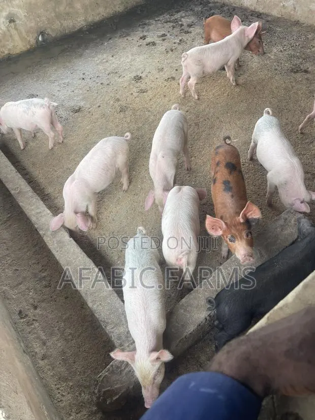Piglets for Sale · Photo 4