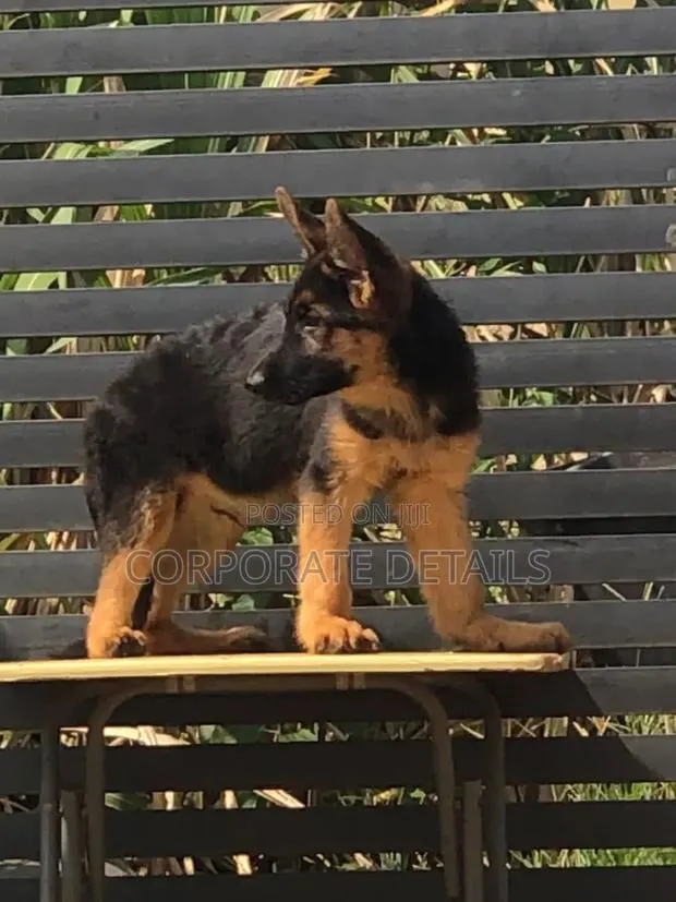 1-3 months Female Purebred German Shepherd · Photo 1