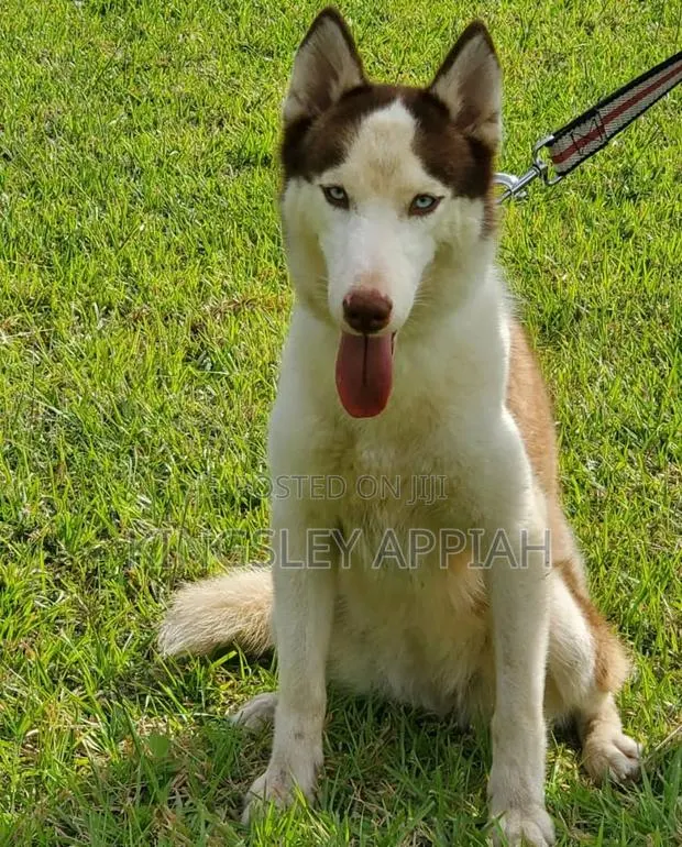 3-6 months Female Purebred Siberian Husky · Photo 1
