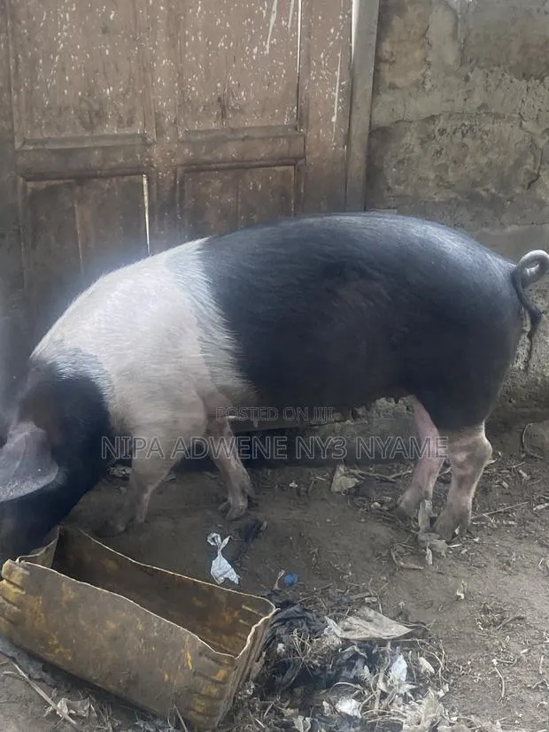 Local Pig Very Big · Photo 1