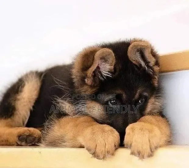 1-3 months Female Purebred German Shepherd · Photo 1
