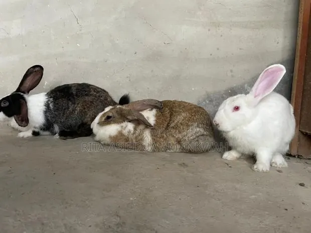 Rabbit for Sale · Photo 1