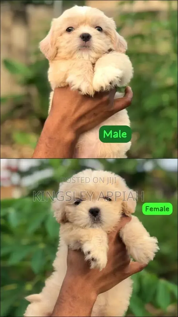 1-3 months Female Purebred Poodle · Photo 1