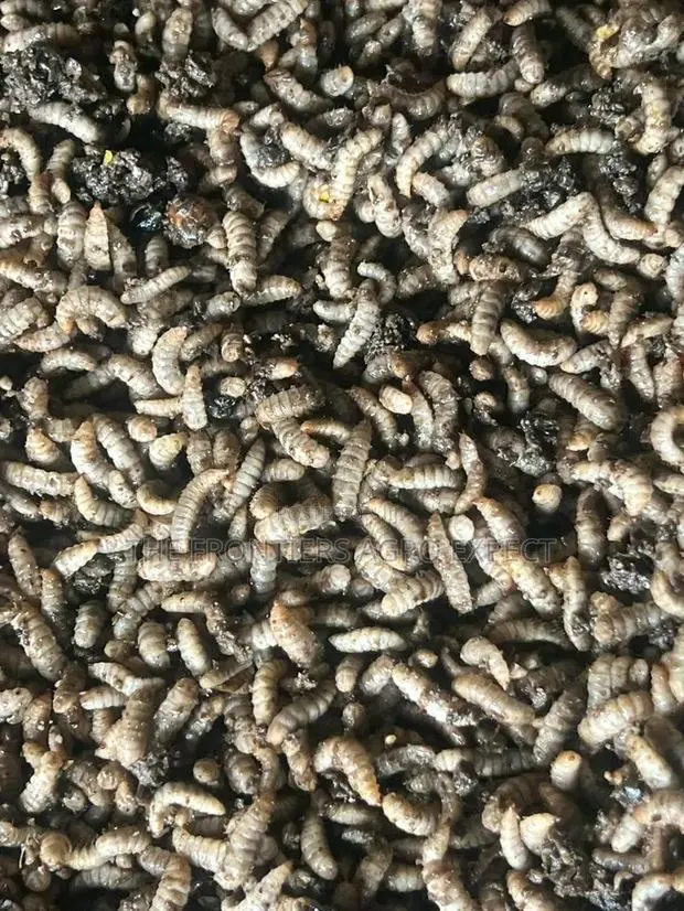 Black Soldier Fly Larvae Feed Production · Photo 1
