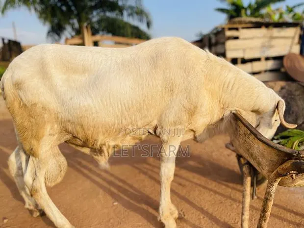 Balami Ram · Photo 1
