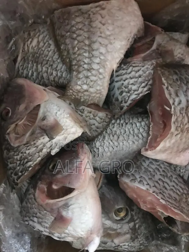 Fresh Cut Tilapia · Photo 1