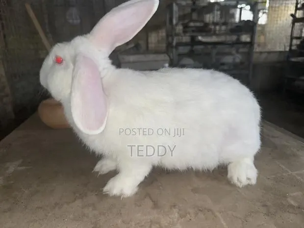 3kg Live Rabbits Available For Sale · Photo 1