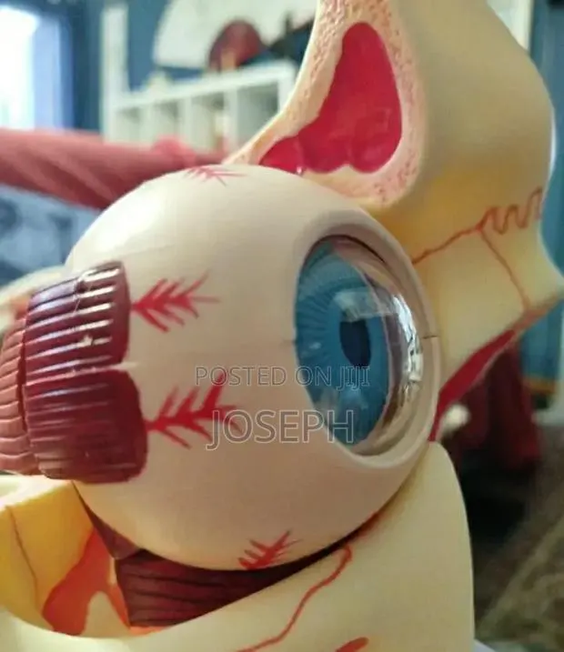 Human Eye Anatomy · Photo 2