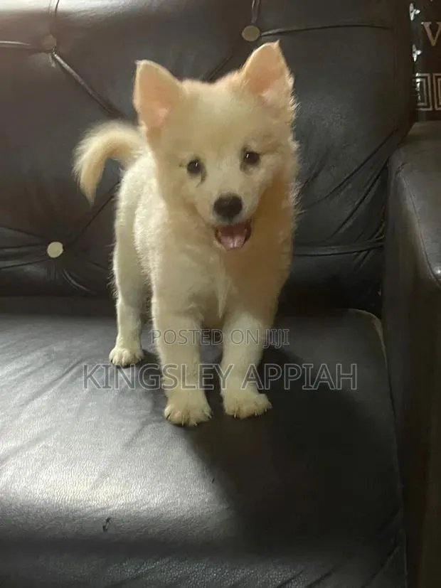 1-3 months Male Purebred American Eskimo · Photo 1