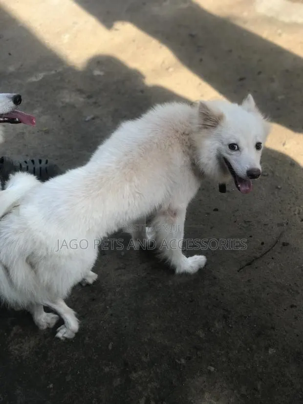Male American Eskimo Available for Stud Services · Photo 3