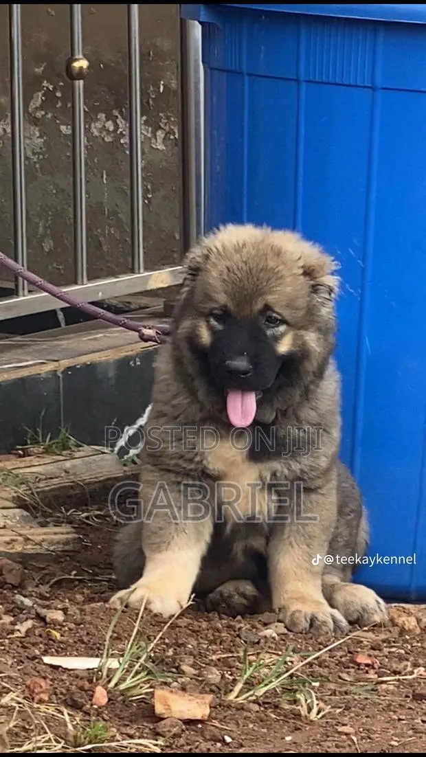 1-3 months Female Purebred Caucasian Shepherd · Photo 1