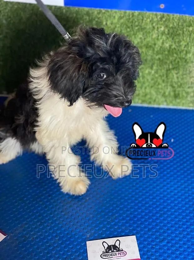 1-3 months Female Mixed Breed Maltipoo · Photo 1