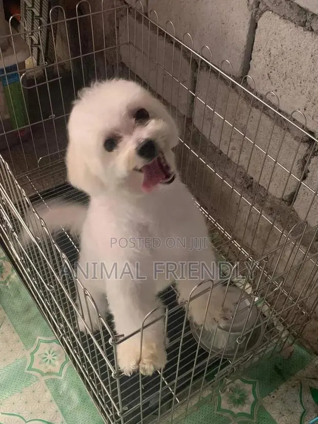 1-3 months Male Purebred Maltese · Photo 1