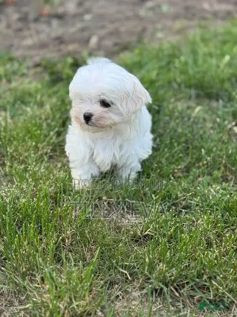 1-3 months Male Purebred Maltese · Photo 1