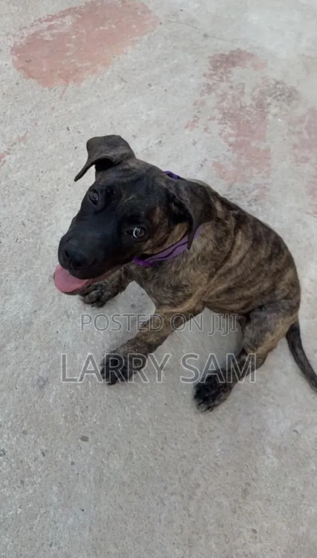 3-6 months Female Purebred Cane Corso · Photo 1