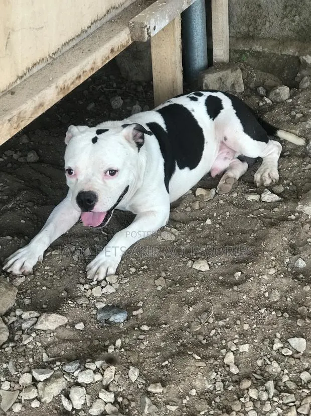 Male Pitbull Available for Stud · Photo 3