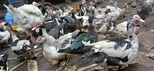 Backyard Raised Muscovy Ducks · Photo 1