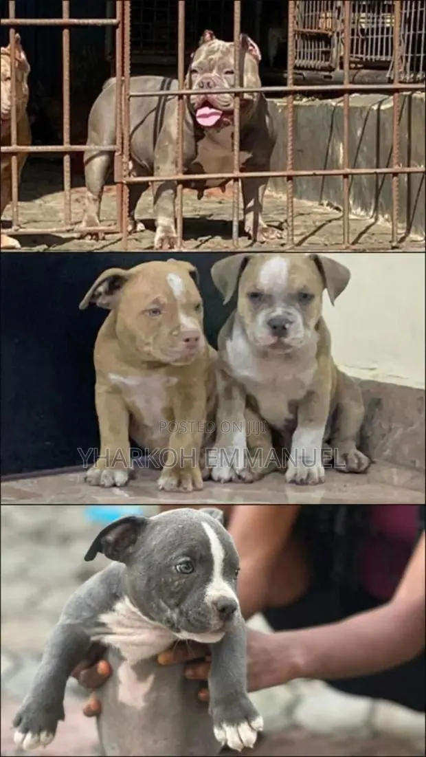 1-3 months Male Purebred American Bully · Photo 1