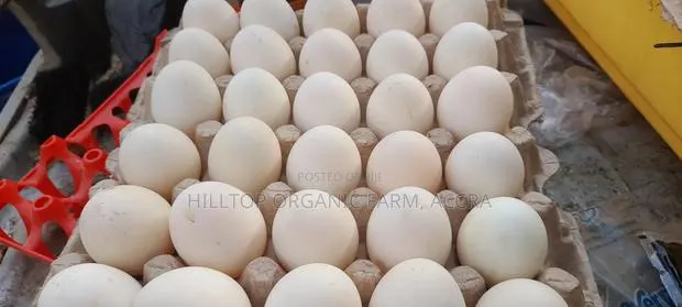 Organic/Fertilized French and Belgium Muscovy Duck and Sasso Eggs · Photo 1