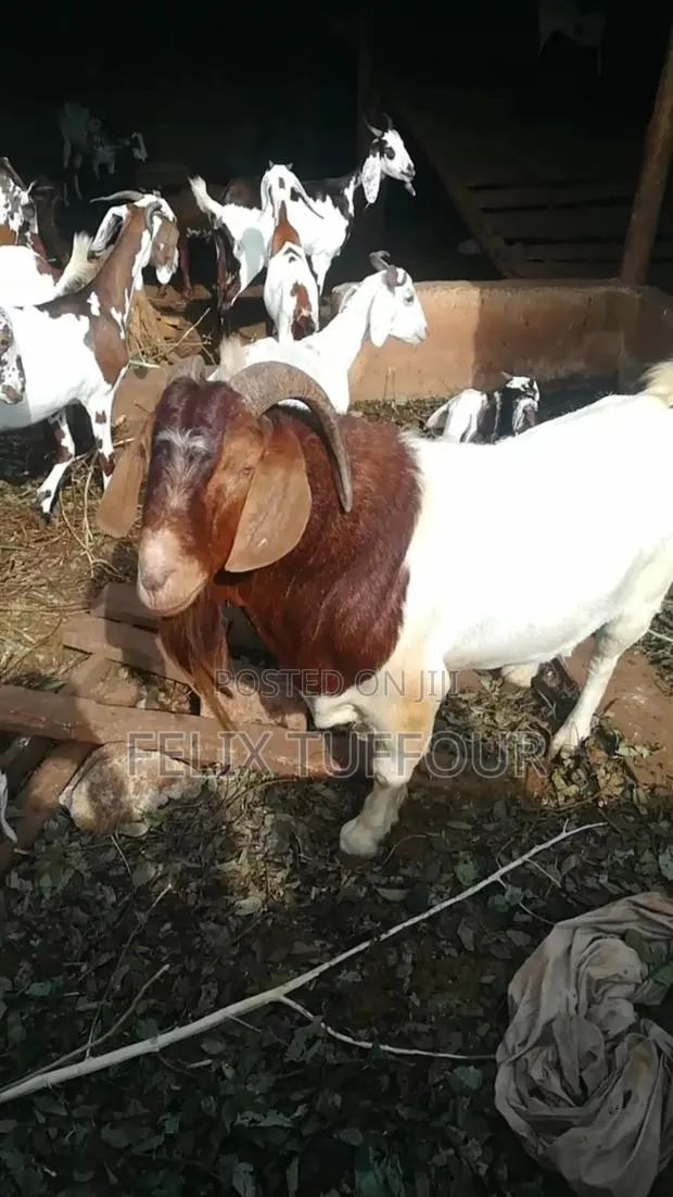 Boer Goats · Photo 1