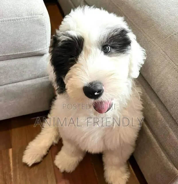 1-3 months Male Purebred Maltese · Photo 1